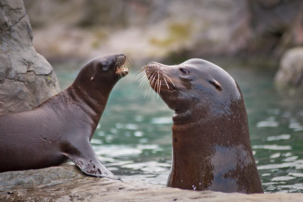 sea lion, sea creatures, water, aquatic life, marine life, wildlife, mammal, animal, nature, creature, swim, seals, north sea, dive, underwater world, sea, underwater, marine mammals