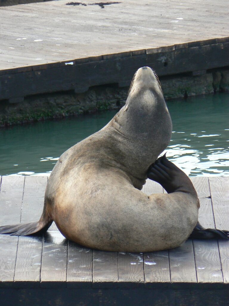 sea lion, animal, mammal, marine, aquatic, sea-lion, sealion, brown, fauna, californianus, wharf, nature, california sea lion